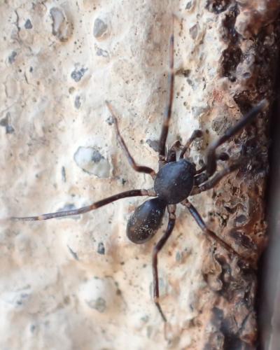 Liophrurillus flavitarsis